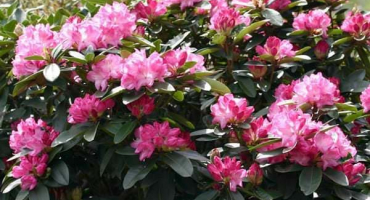 Proč listy rododendronu žloutnou a co dělat pro léčbu